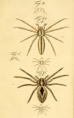 Spider.