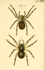 Spider.