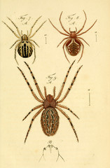 Spider.