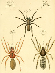Spider.