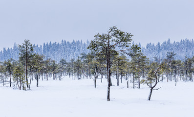 Beautiful winter day in the swamp in Finland