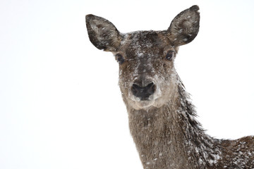 Obraz premium Deers during the heavy snowing in the winter snow 