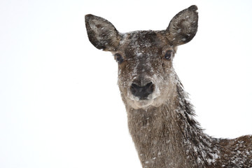 Deers during the heavy snowing in the winter snow 