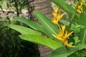 Closeup heliconia flower, Heliconia 'Golden Torch'