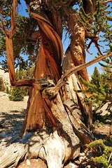 Bristlecone Pine