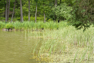 sunny lake scenery