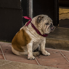 Obraz premium English bulldog sitting