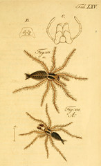 Spider.