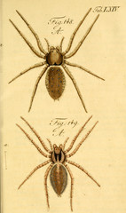 Spider.