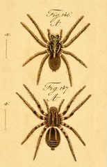 Spider.