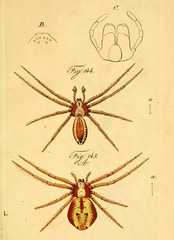 Spider.