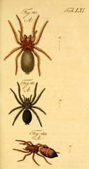 Spider.