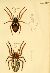 Spider.