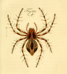 Spider.