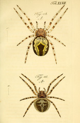 Spider.