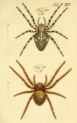 Spider.