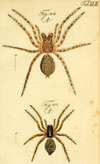 Spider.