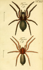 Spider.