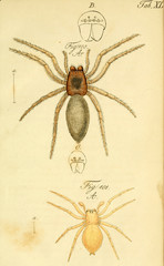 Spider.