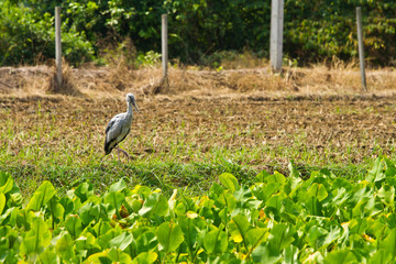 Open billed bird standing in the rice field
