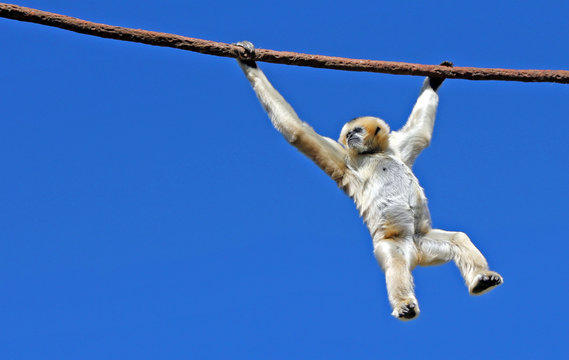 Gibbon Hanging From A Cable At The Denver Zoo