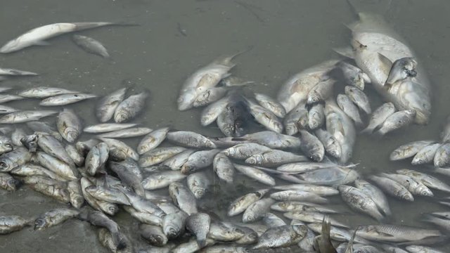 poisoned dead fish in contaminated water