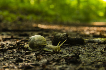 Hiking the GR5 trail in the Benelux