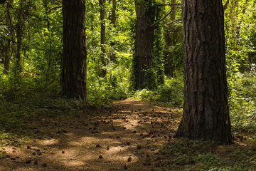 Obraz premium Hiking the GR5 trail in the Benelux