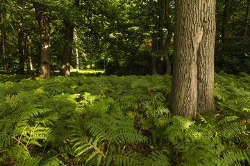 Fototapeta premium Hiking the GR5 trail in the Benelux