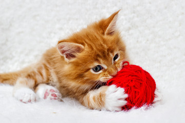 small red kitten is played with a ball of yarn