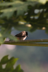 Sooty-headed Bulbul