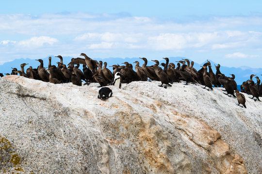 African penguins and Cape cormorant birds at Boulders Beach, South Africa