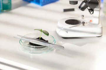 Young  green plant on petri dish in genetic laboratory