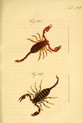 Scorpion.
