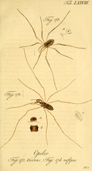 Spider.