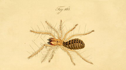 Spider.