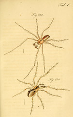 Spider.