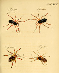 Spider.