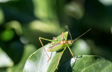 A green grasshopper on a leaf macro picture