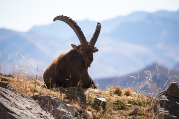 Ibex