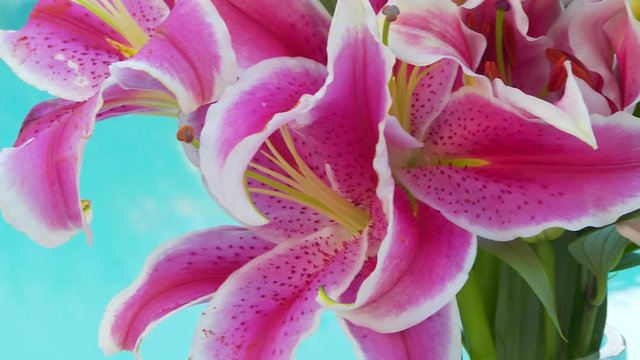 Closeup of lily, stargazer flower