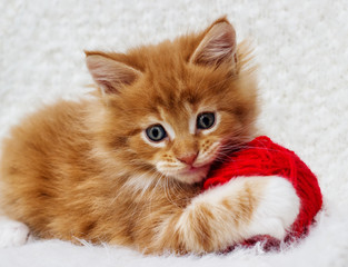 small red kitten is played with a ball of yarn