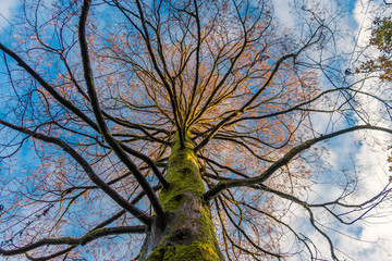 Tree in North Vancouver garden, Canada