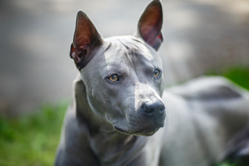 thai ridgeback dog outdoors
