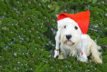 white terrier west highland in red cap symbol of Christmas new year, symbol of 2018 two thousand eighteenth year, on a background of fir branches with copy space