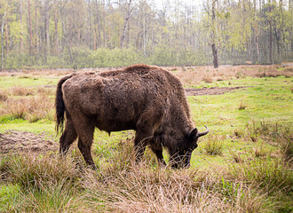 big brown bison eats grass on a green field close-up on a birch forest background