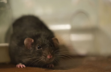large rat black mink with dark eyes on a wooden surface, focus on the head on a blurred background