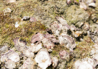 stone surface covered with green mud moss and open shells pattern background natural marine