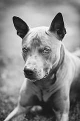 thai ridgeback dog outdoors