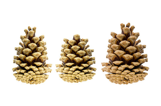 three Christmas trees cones symmetrical on a white background, two large and middle in  center,  base.festive decoration, christmas and new year close-up